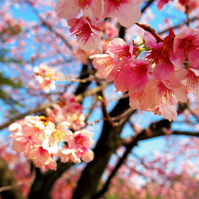 桜咲く.JPG