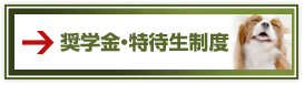 奨学金・特待生